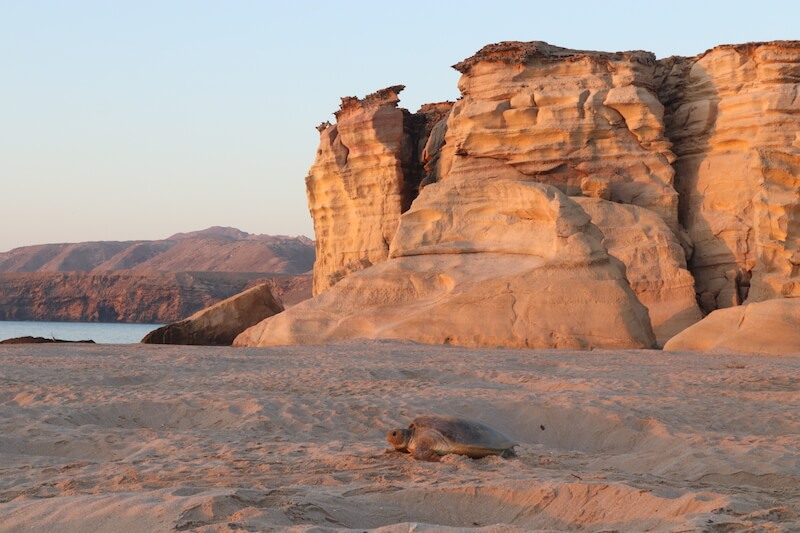 Vedere le tartarughe in Oman: guida alla Ras Al Jinz Turtle Reserve
